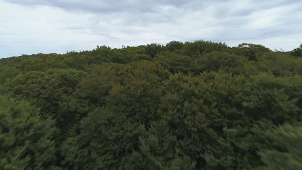 Flying Over Treetops in National Park