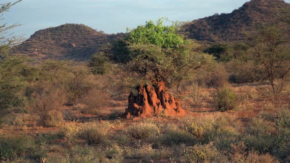 Anthill in a natural park in Kenya alt
