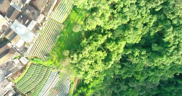 aerial drone view of dense forest with a meandering river. dense vegetation in the village of Butuh, alt