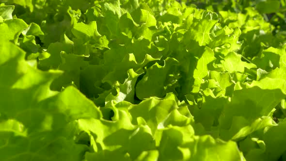 Lettuce Leaves in Rows on the Vegetable Garden