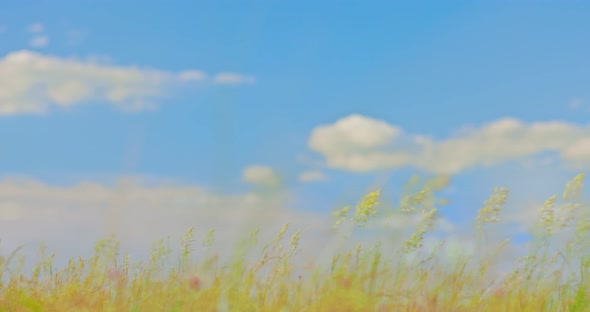 Field Grasses Swing in the Wind Clear Blue Sky alt
