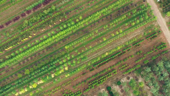 Private Ornamental Tree Nursery for alt