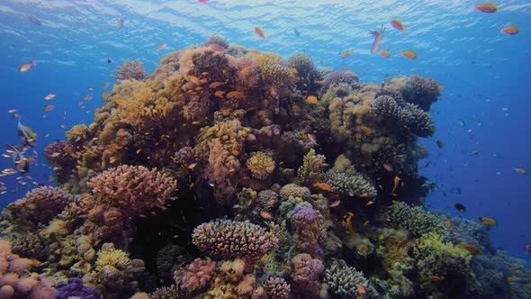 Underwater Colourful Reef alt