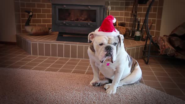 Bulldog Ready For Christmas alt
