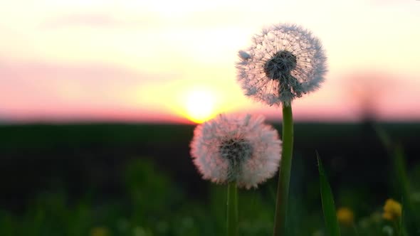 Amazing Dandelion Flower on Summer Field