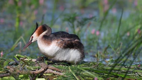 Great Crested Grebe, Podiceps cristatus, on the nest, straightens eggs and sits on them