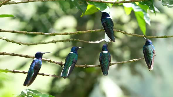 White-necked Jacobin Birds in its Natural Habitat in the Forest