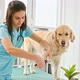 Golden Retriever Dog in the Hospital - VideoHive Item for Sale