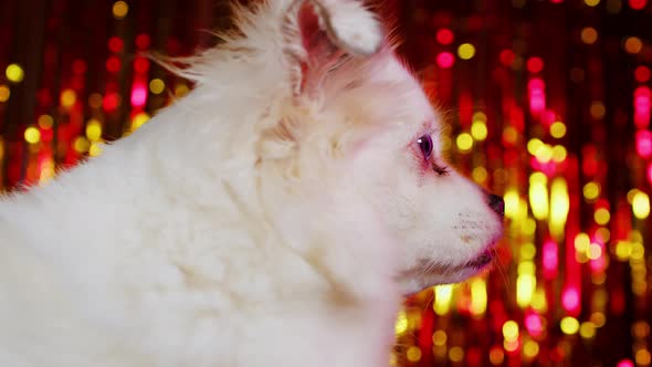 Side View of White Spitz Sitting on Background of Bright Highlights alt