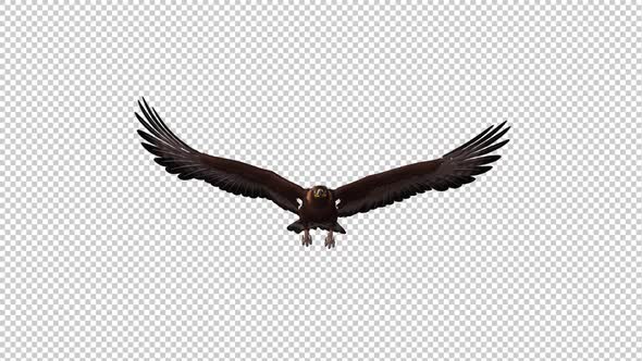 Golden Eagle - Gliding and Flying Loop - Front View