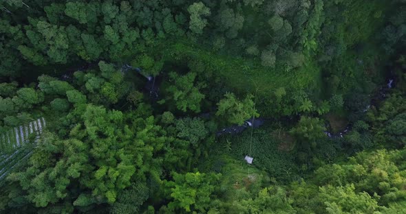 dense vegetation in the village of Butuh, Magelang, central java. aerial drone view of dense forest alt