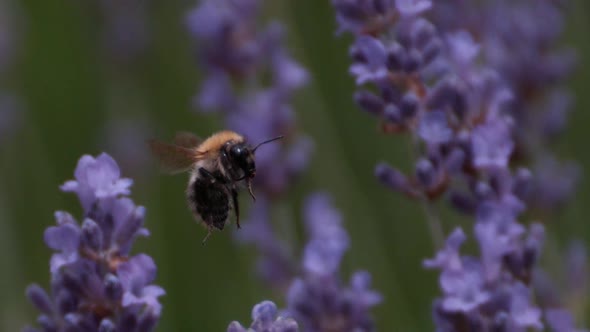 Bumblebee, bombus sp., Adult in Flight, Flying to Flower, Normandy, Slow motion
