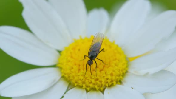 A Bug on a Daisy Flower