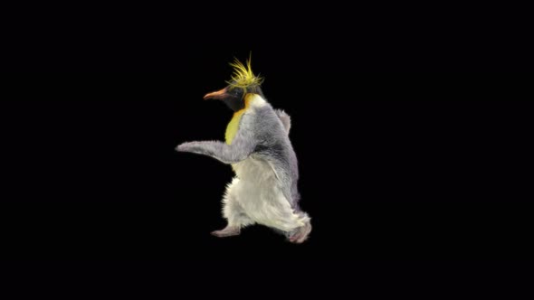 Penguin Dancing 4K alt