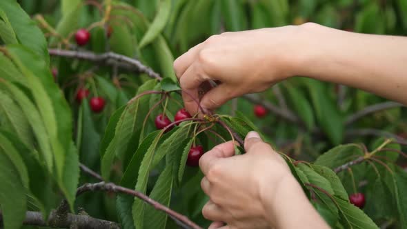 Female Hands Pluck Red Cherries From a Branch