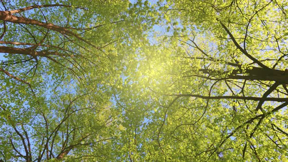 Bottom Up View of Spring Green Foliage of Trees in Park or Forest Against the Blue Sky alt