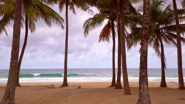 Beautiful coconut palm trees on the beach Phuket Thailand Patong beach Islands Palms leafs alt