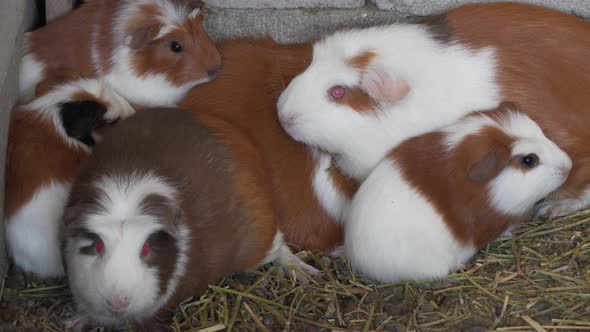 Group of guinea pigs in Peruvian farming, South American livestock business alt