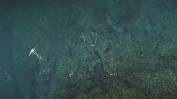 Antarctica Gentoo Penguin Underwater Aerial View alt