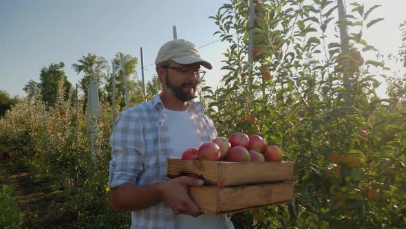 The Guy Carries a Full Crate of Apples Through the Rows of Apple Trees alt