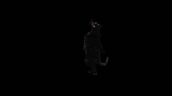 Panther Dancing HD alt