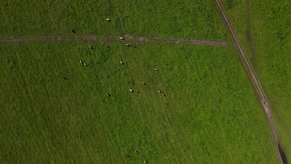 A Green Meadow with White and Gray Cows alt