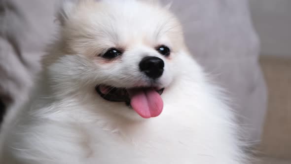 4k uhd cute relax white hair pomeranian dog look at camera smile with tongue out alt