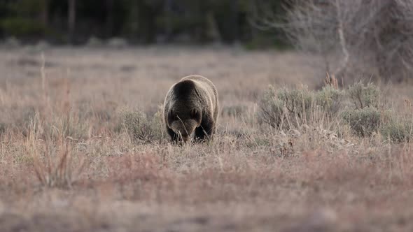Grizzly Bear in the Grand Tetons alt