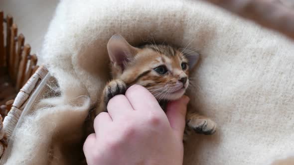 Master Pets Bengal Kitten By the Hand