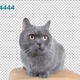 Curious Cat On Transparent Background - VideoHive Item for Sale