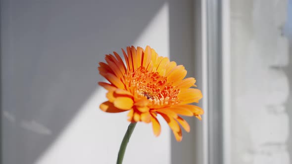 Nice Orange Gerber Flower Against White Window at Sunlight alt