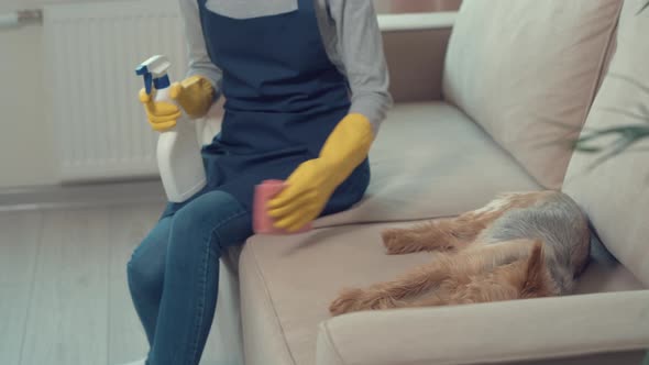 Young Girl Wipes Dust From Sofa While Dog Lies Her