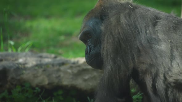 Western Lowland Gorilla looking around