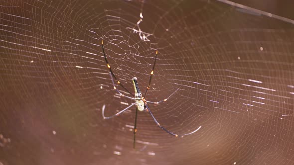 Spider in Sri Lanka
