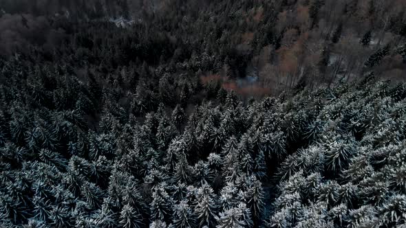 Flying above mountain pine forest partly covered in snow