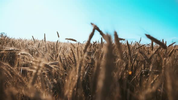 Cinematic Golden Wheat Field Against the Sky in the Field Moving Camera Steadicam Shot