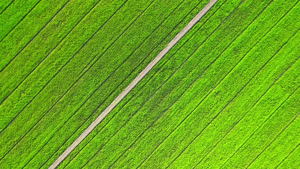 4K Aerial Wide view of Beautiful green rice fields in the rural of Thailand alt