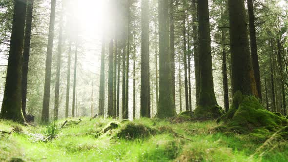 Panning Through a Forest