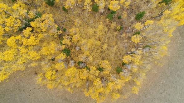 Aerial view looking down at colorful yellow leaves and green trees during Fall alt