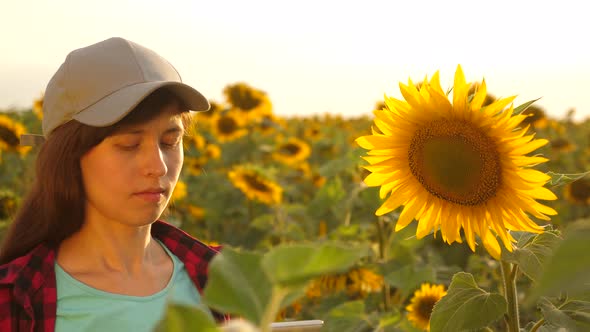 Farmer Woman Working with Tablet in Sunflower Field Inspects Blooming Sunflowers alt