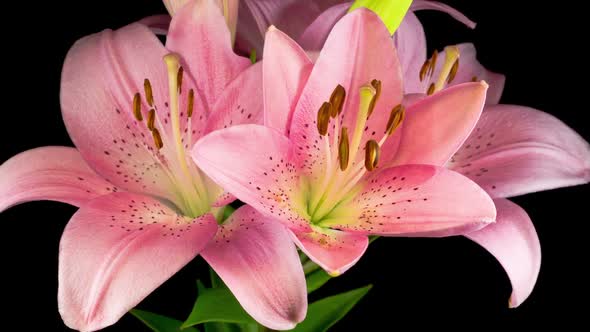 Time Lapse of Beautiful Pink Lily Flower Blossoms alt