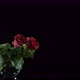 Glass Vase for Roses - VideoHive Item for Sale