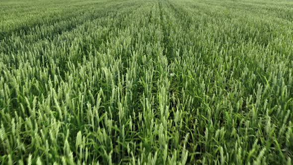 Green Wheat Field Closeup