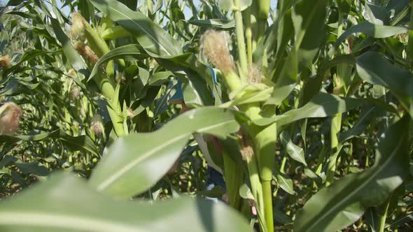Boy Playing Hide and Seek in the Cornfield, Peeks Out Carefully, Sunny Day alt