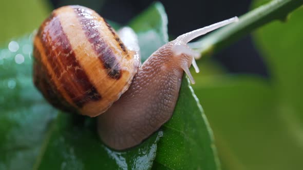a Snail on a Plant with Dew Close-up