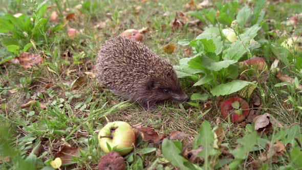 Spiny hedgehog on the ground in autumn. alt