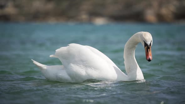 A Graceful White Swan Floats on a Clean Lake Drifts Along the Waves