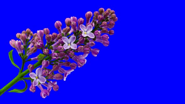 Lilac flowers blooming. Time lapse with alpha channel (codec: png+alpha with blue background)