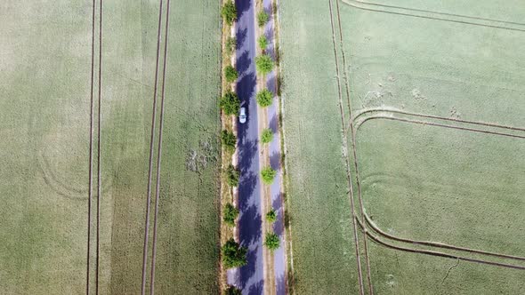 street alley with trees car driving on the roadButtery soft aerial view flight slowly tilt up drone alt