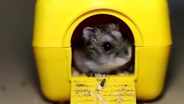 Funny hamster in the toy house. Dzungarian hamster sniffing close up. portrait of a cute rodent. alt